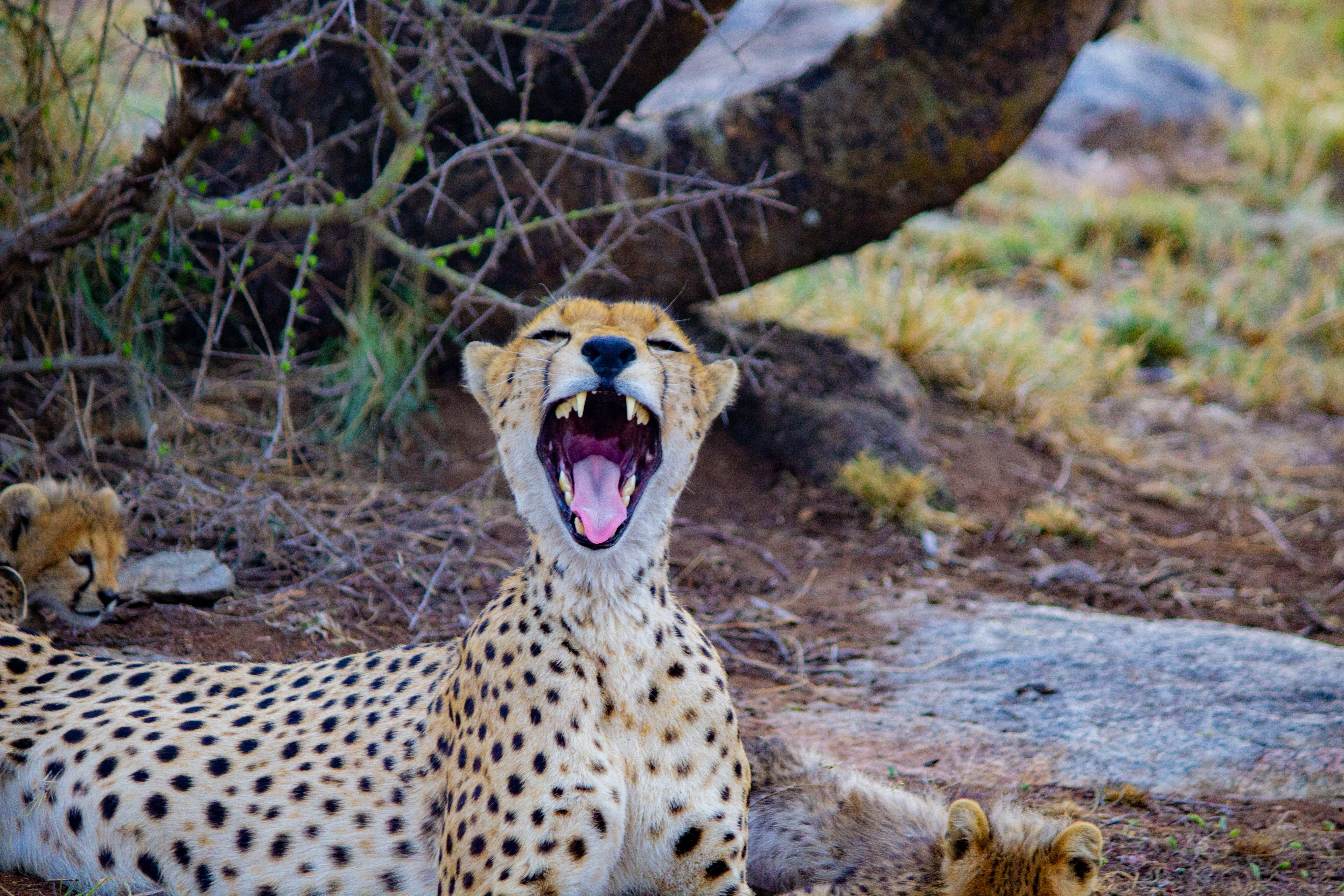 Ngorongoro Crater Day Trip Safari
